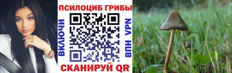 Галлюциногенные грибы Psilocybe Дятьково